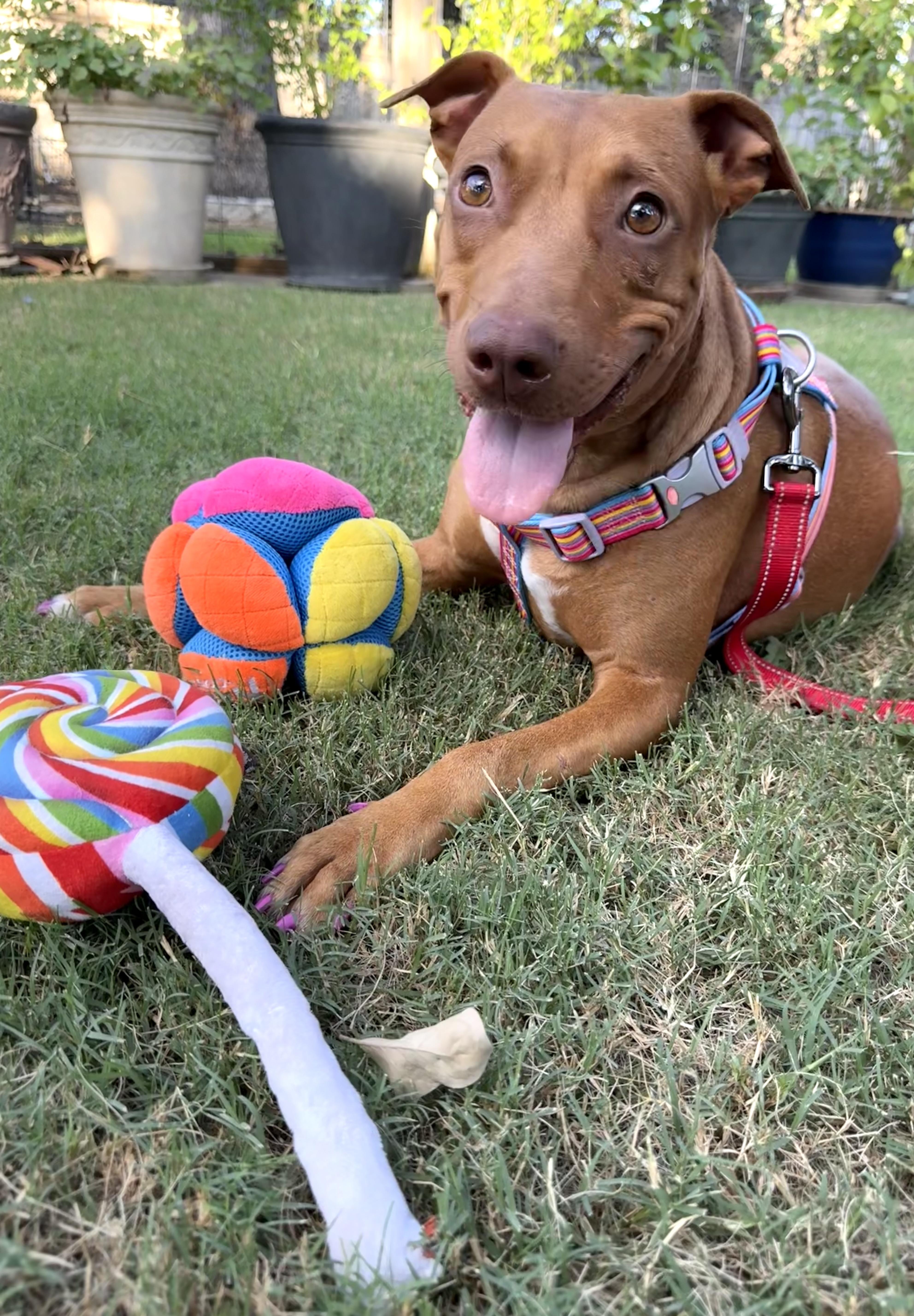 Coralie the Vizsla X thumbnail 2