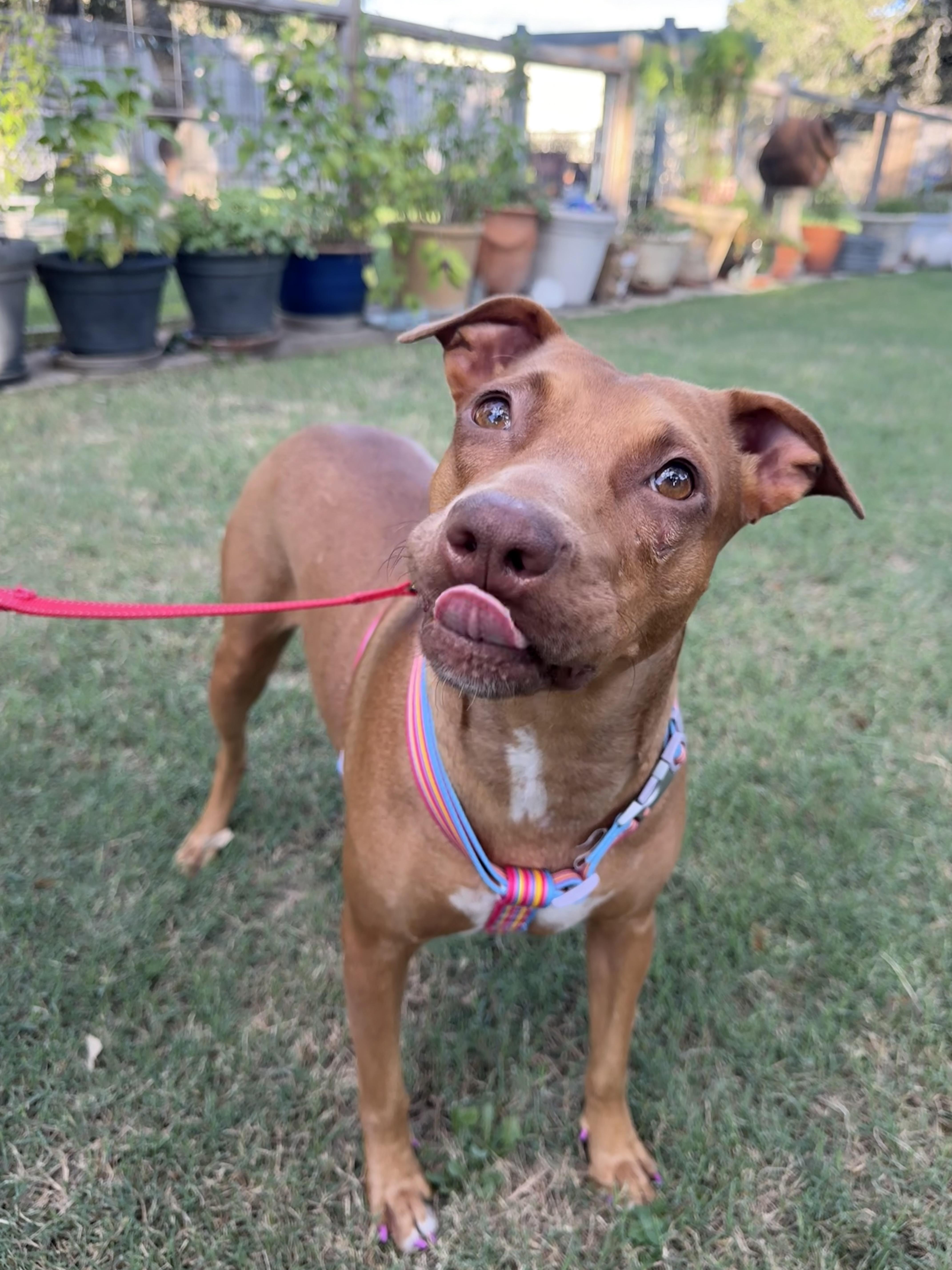 Coralie the Vizsla X thumbnail 3