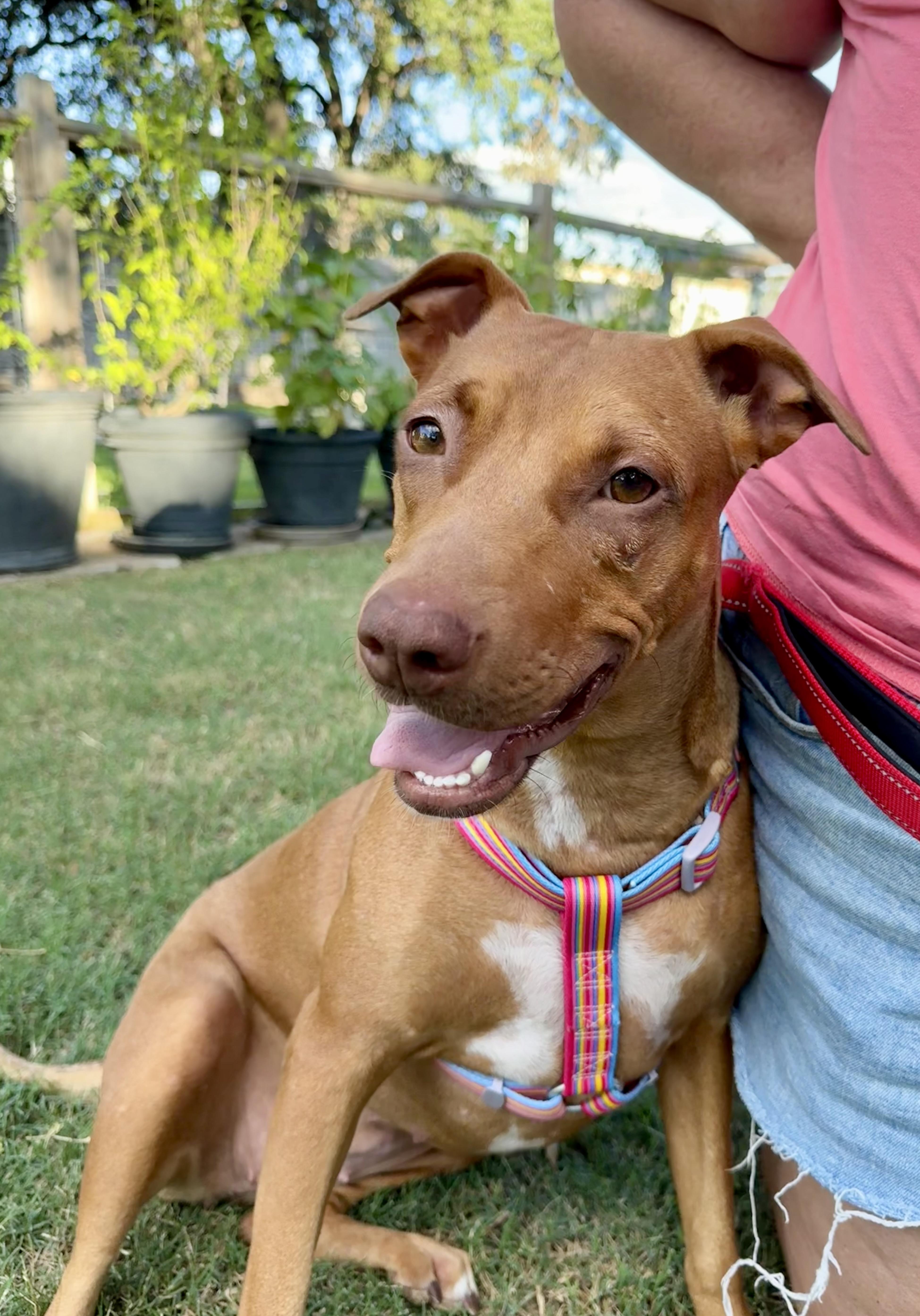 Coralie the Vizsla X thumbnail 4