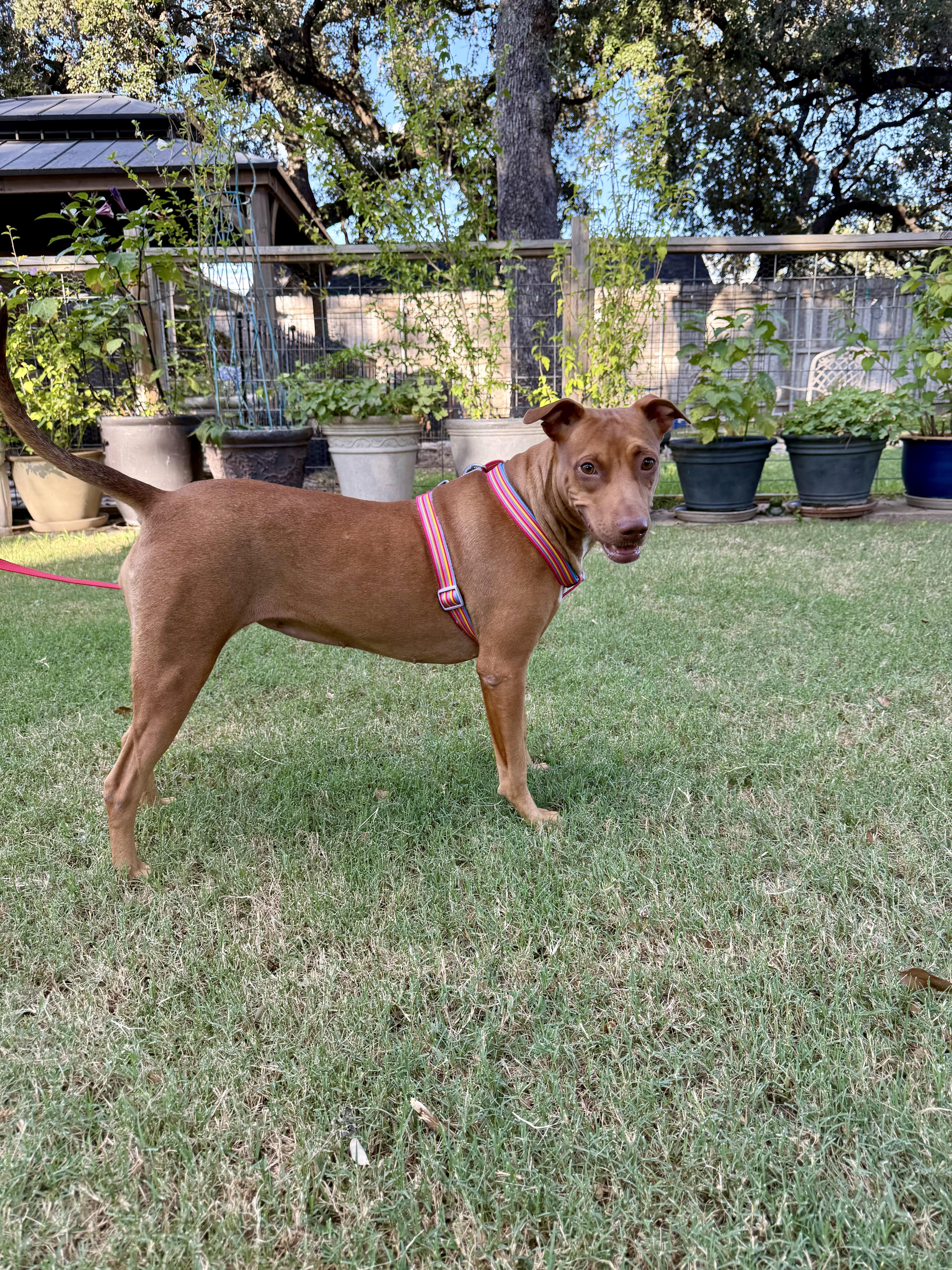 Coralie the Vizsla X thumbnail 5
