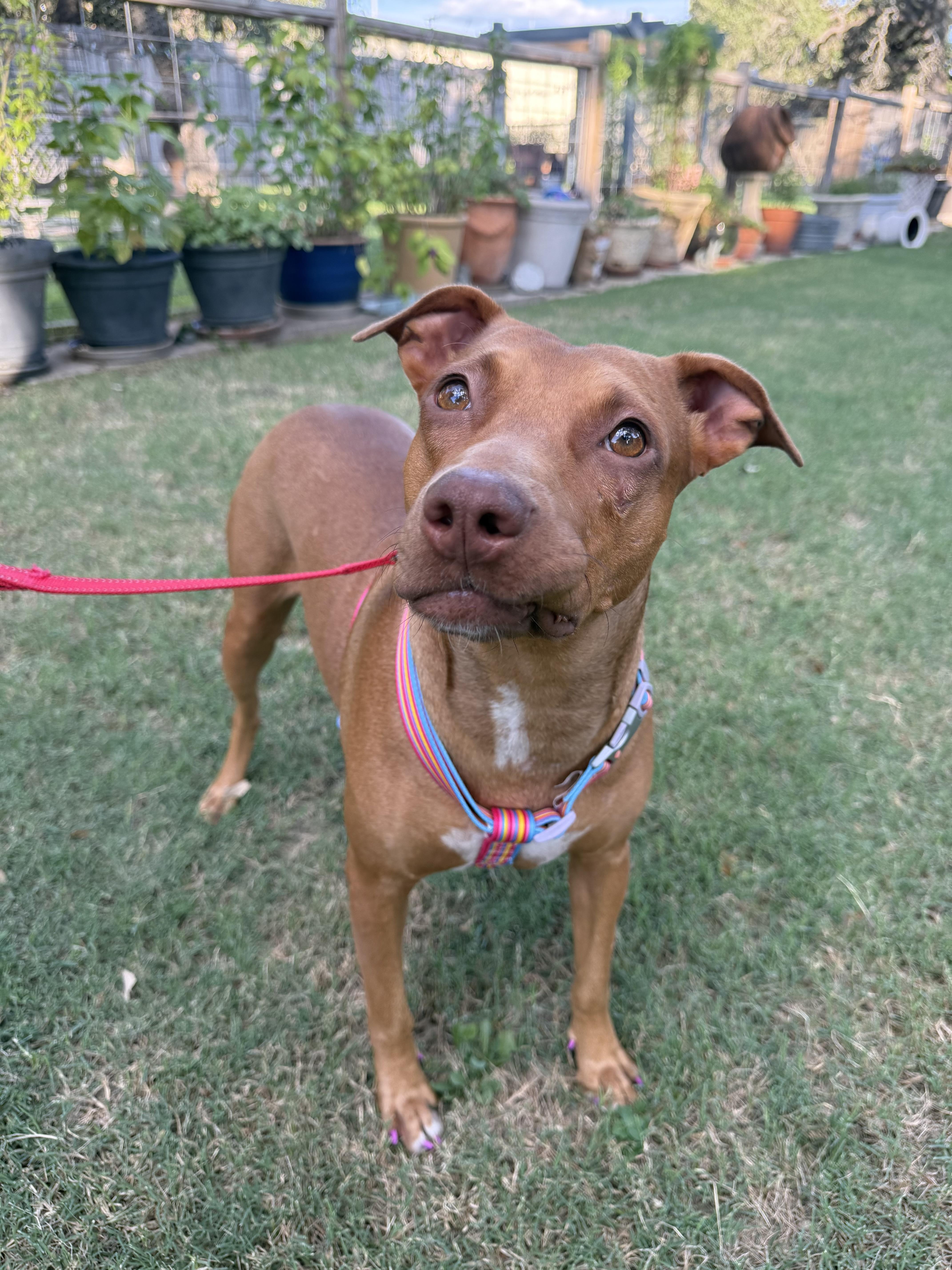 Coralie the Vizsla X thumbnail 6