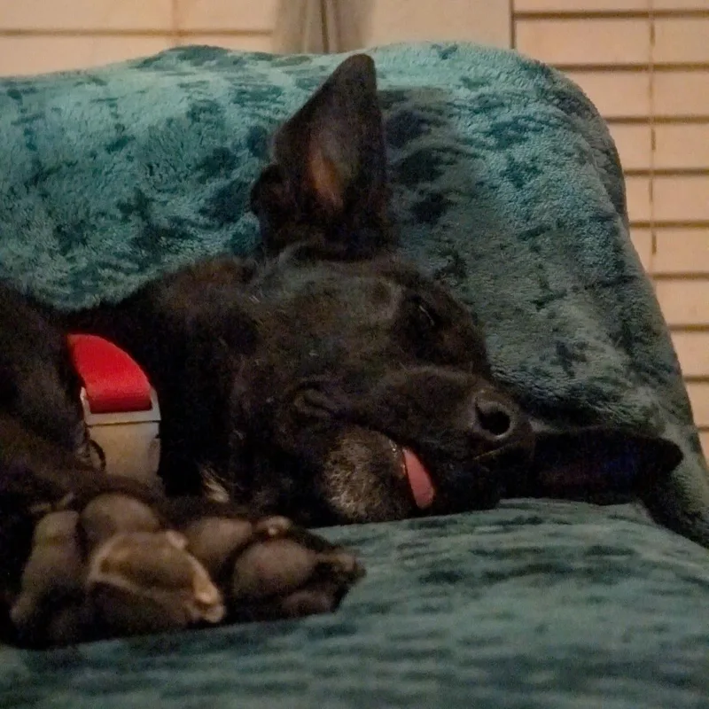 Persephone thumbnail 3