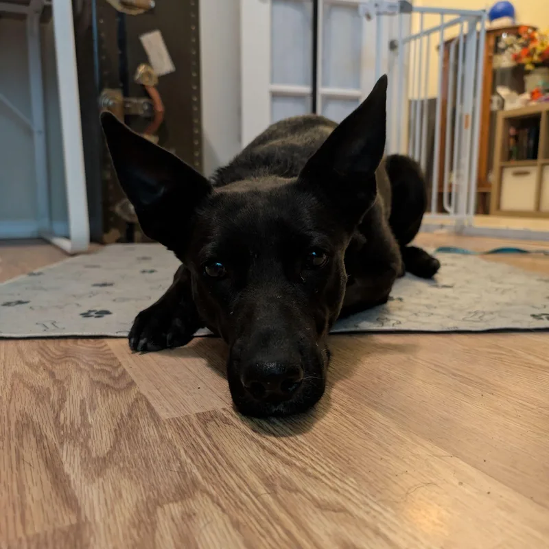 Persephone thumbnail 4