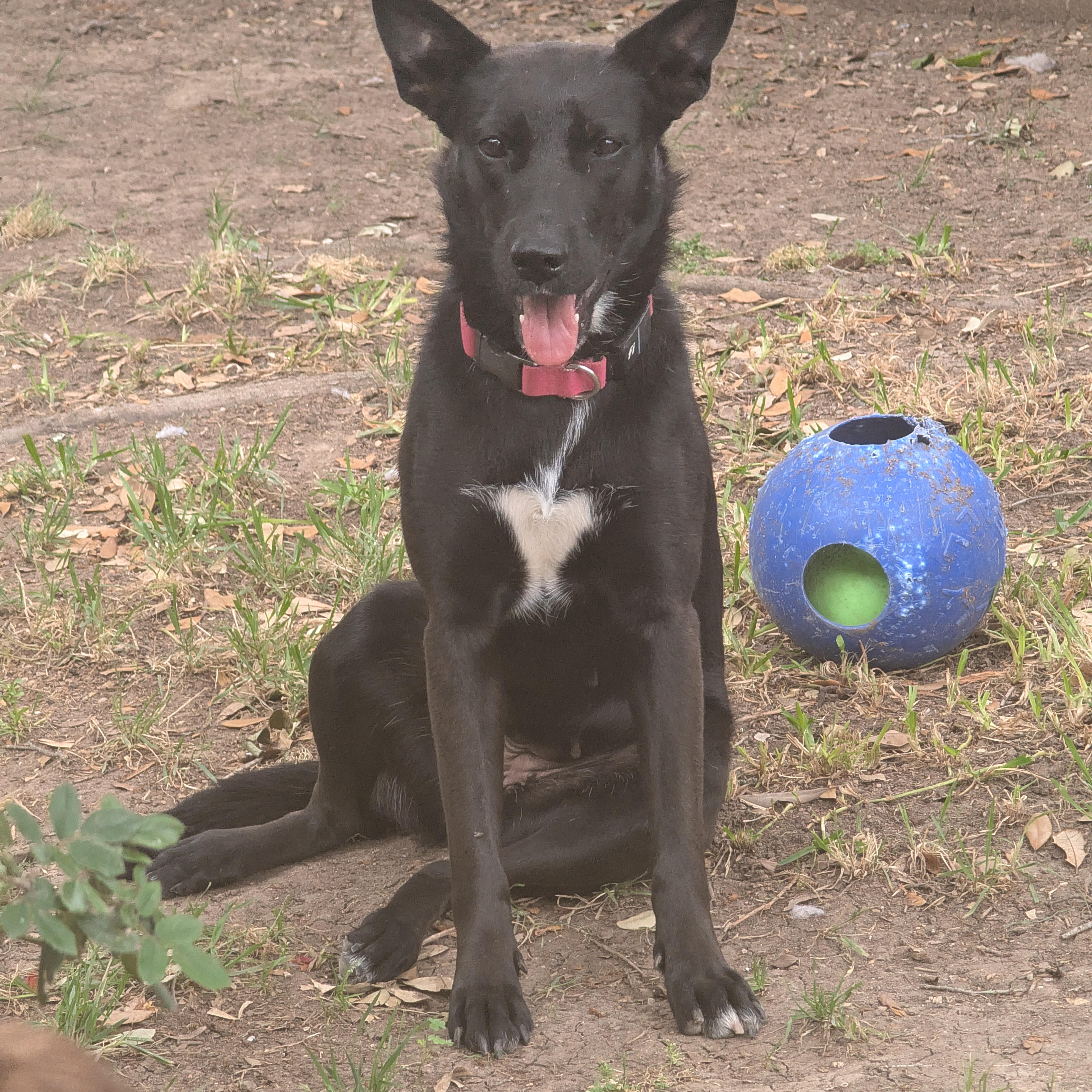 Persephone thumbnail 6