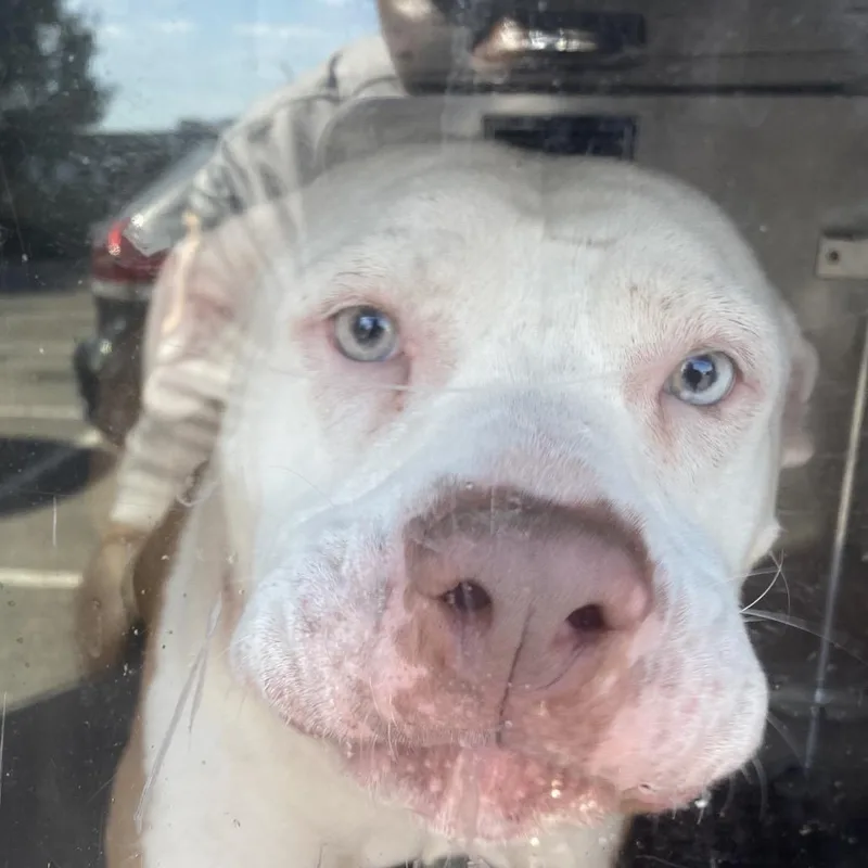 An adult medium-sized female Brown / Chocolate Mixed Breed dog named Penny for adoption in Philadelphia, PA