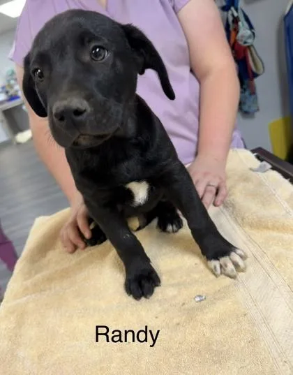 Randy