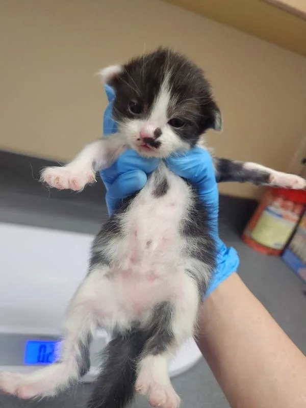A baby small-sized female Domestic Short Hair cat named Ursla for adoption in Kennewick, WA