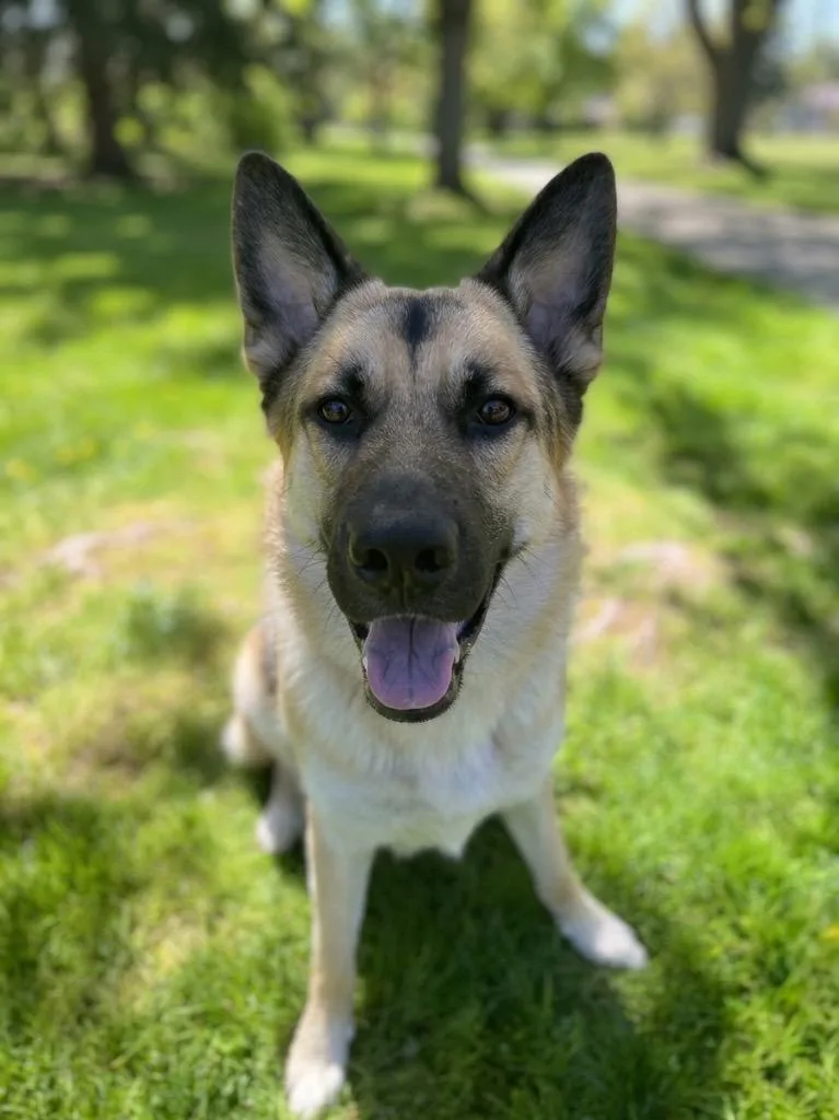 A baby small-sized male Shepherd dog named Rocky for adoption in Vashon, WA