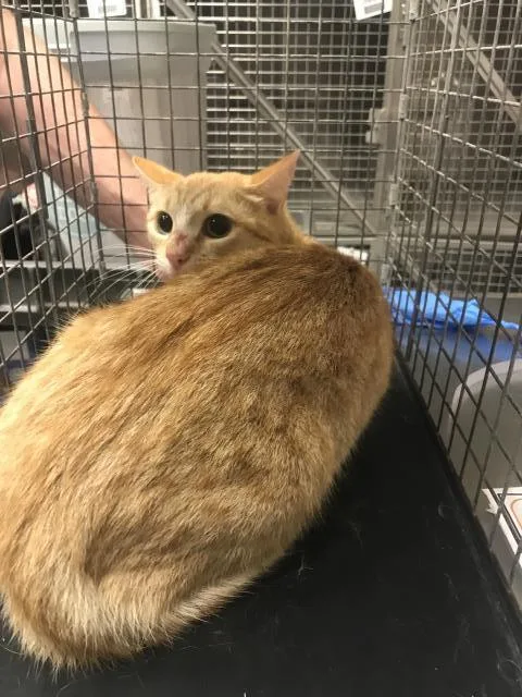 A young medium-sized female Domestic Short Hair cat named Lady Bird for adoption in Conroe, TX