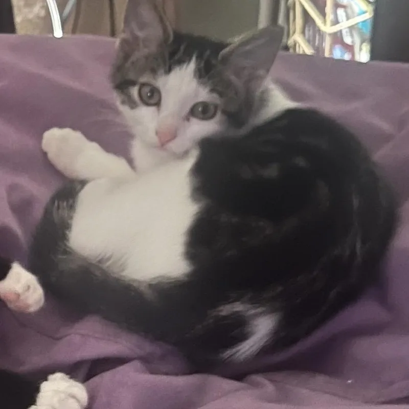 A baby medium-sized male Black Domestic Short Hair cat named Raggedy Andy for adoption in La Grange, KY