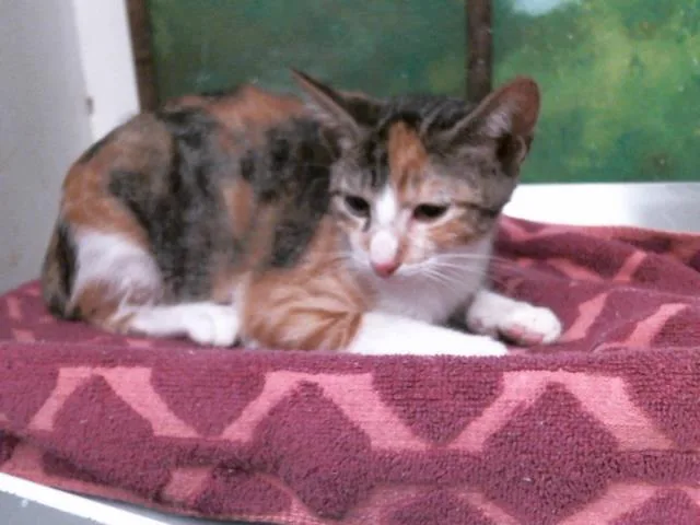A baby small-sized female Domestic Short Hair cat named Barb for adoption in Houston, TX