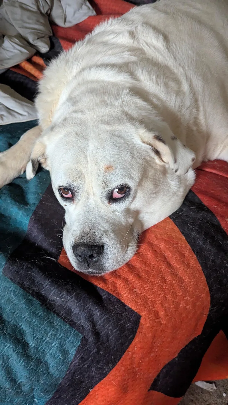 Lady Spot thumbnail 2