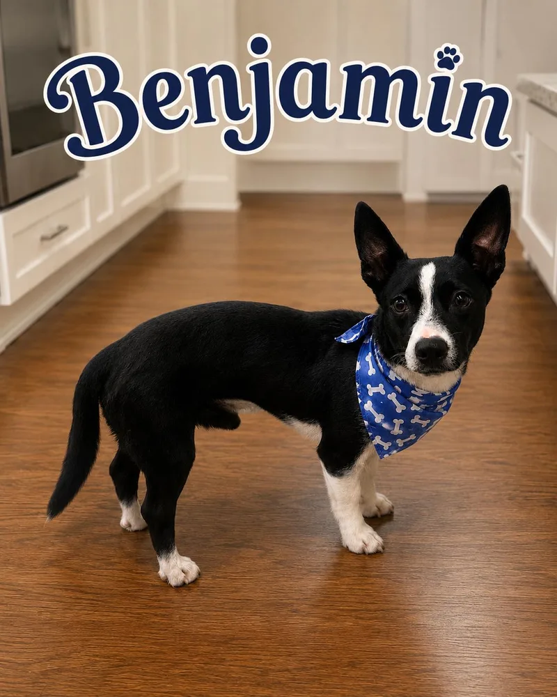 Benjamin thumbnail 6