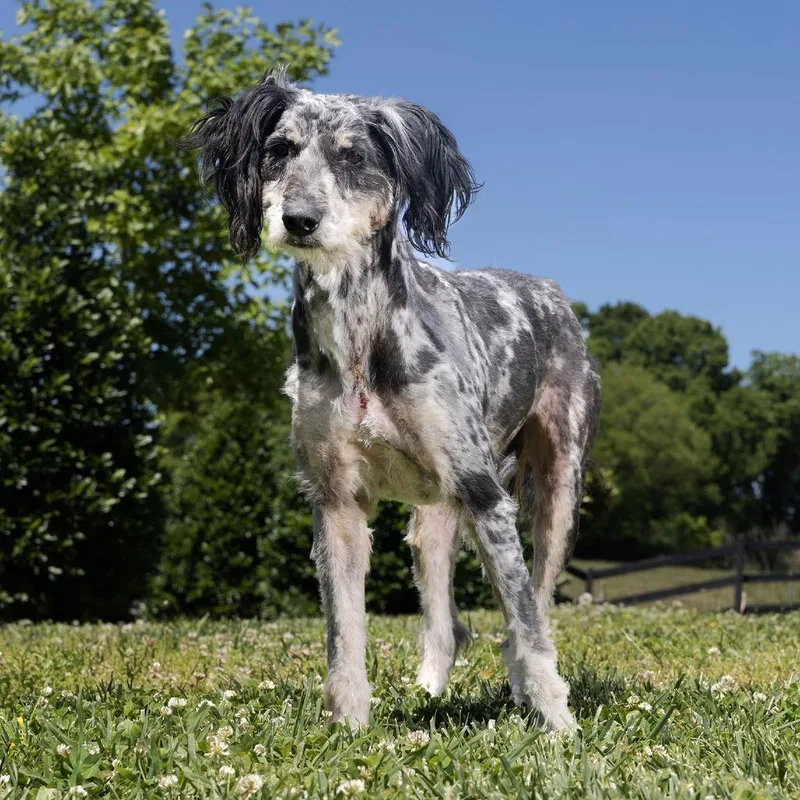 An adult medium-sized female Gray / Blue / Silver Poodle dog named Remy for adoption in Franklin, TN