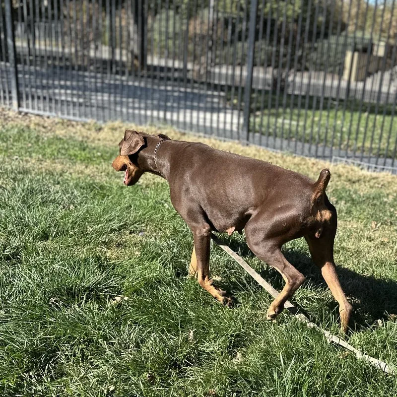 An adult large-sized female Doberman Pinscher dog named Drama  ECAS for adoption in Pleasanton, CA