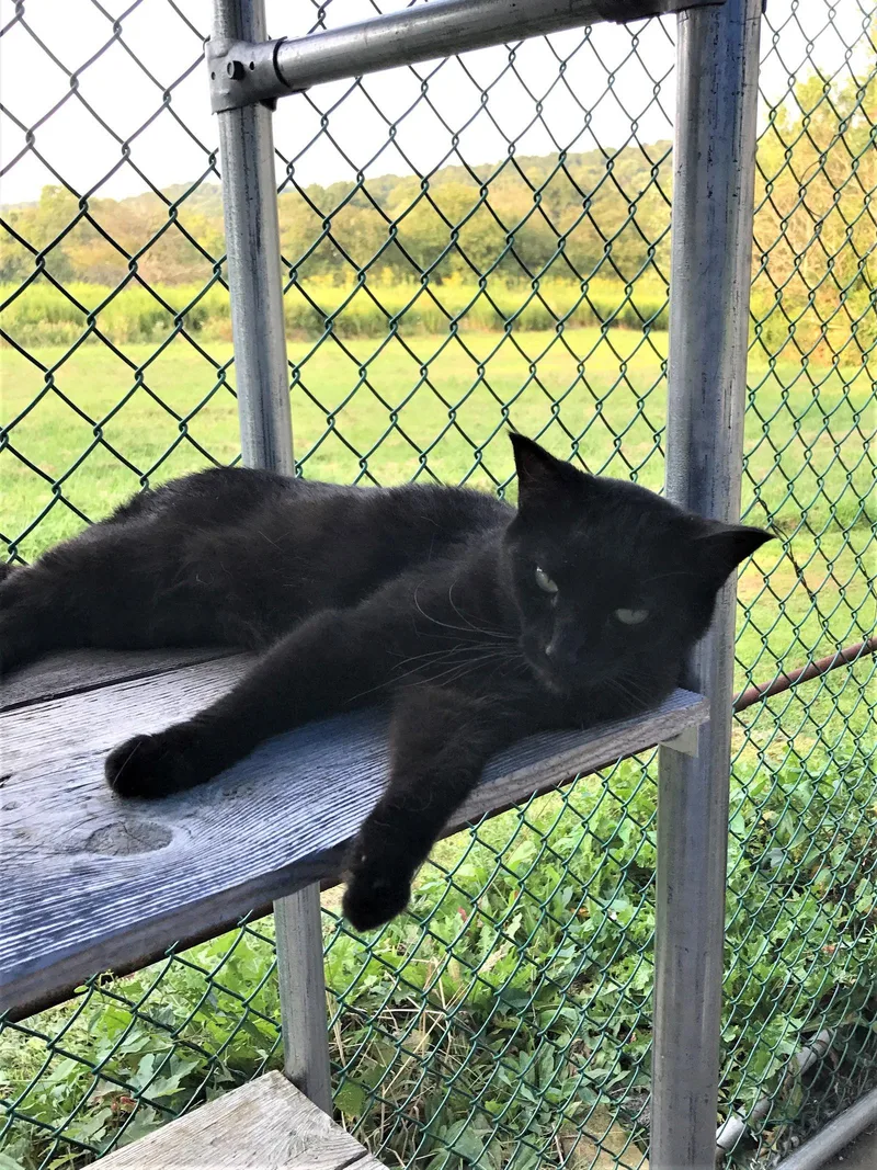 An adult medium-sized female Domestic Medium Hair cat named Charolette for adoption in Apollo, PA