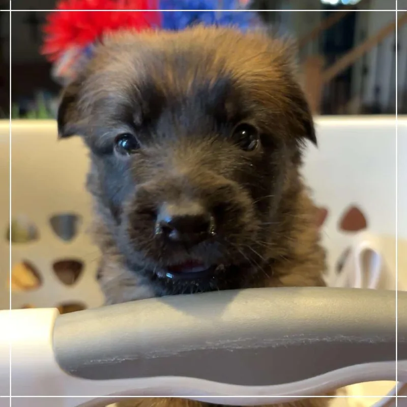 A baby large-sized female Red / Chestnut / Orange Shepherd dog named Calamity Jane for adoption in Chandler, AZ
