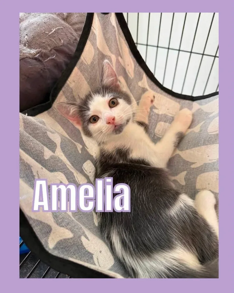 A baby small-sized female Domestic Short Hair cat named Amelia for adoption in Bossier City, LA