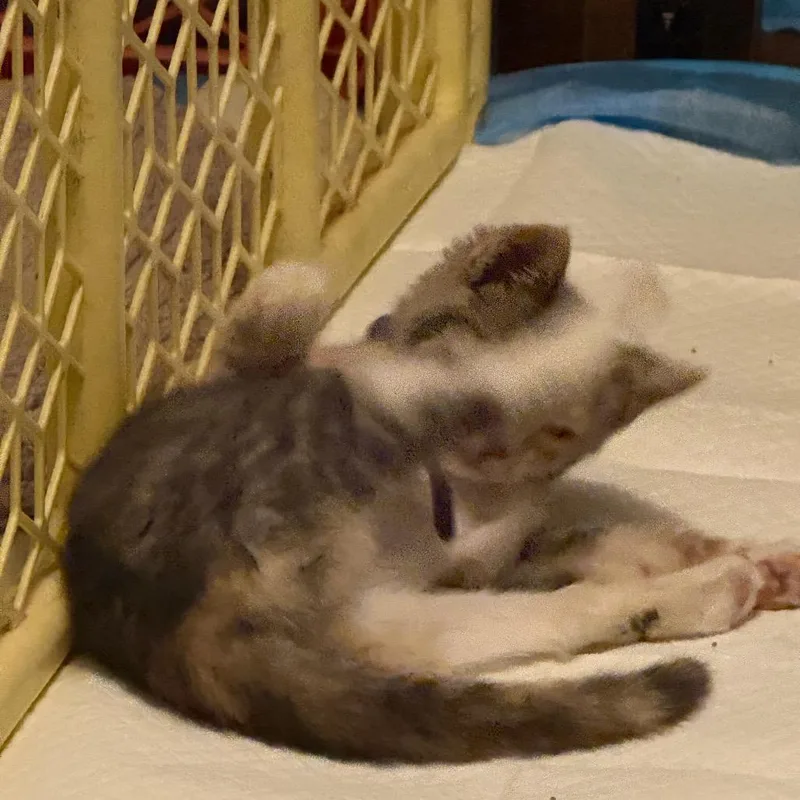 A baby small-sized female Calico Domestic Short Hair cat named Mary Ann for adoption in Ringtown, PA