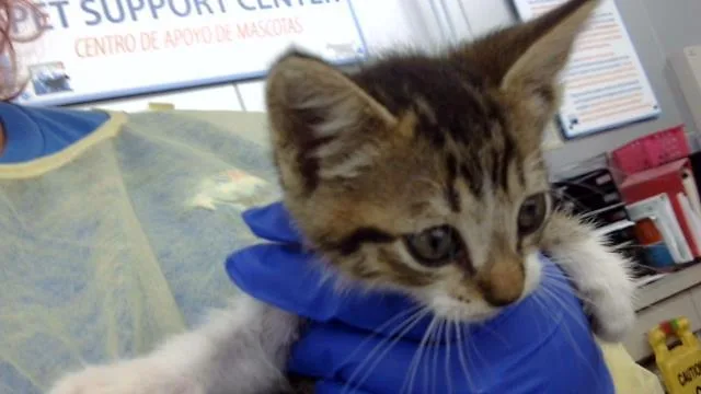 A baby medium-sized female Domestic Long Hair cat named Dolores for adoption in Dallas, TX