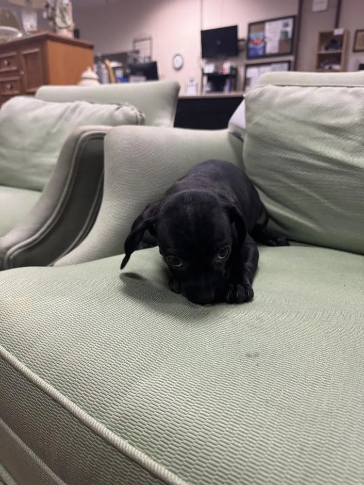 Hyacinth Bridgerton thumbnail 2