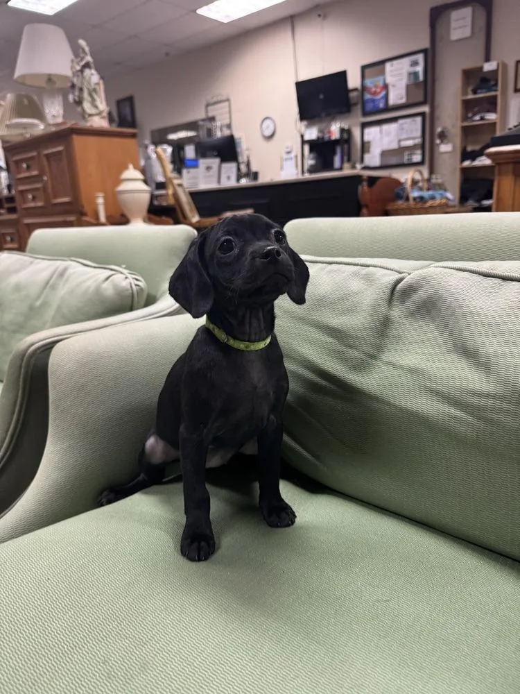 Hyacinth Bridgerton thumbnail 3