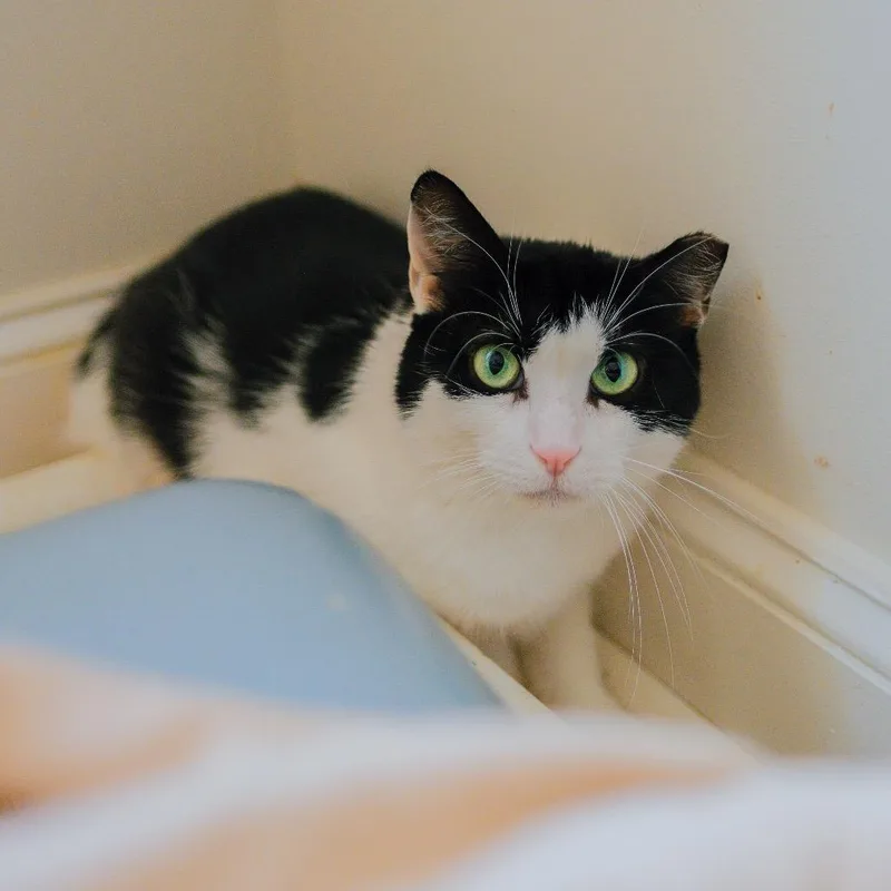 An adult small-sized female White Domestic Short Hair cat named Nellie for adoption in Long Island City, NY