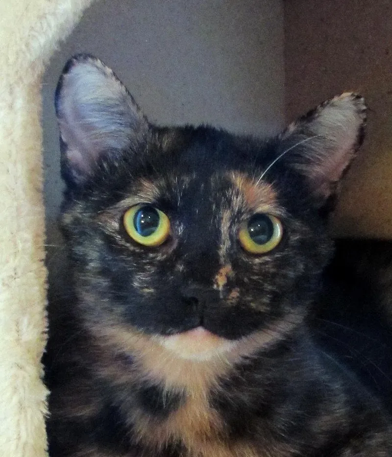 An adult large-sized female Tabby (Brown / Chocolate) Domestic Short Hair cat named Nova for adoption in Chicago, IL