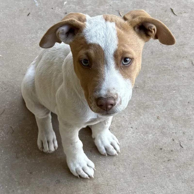 John Denver thumbnail 3