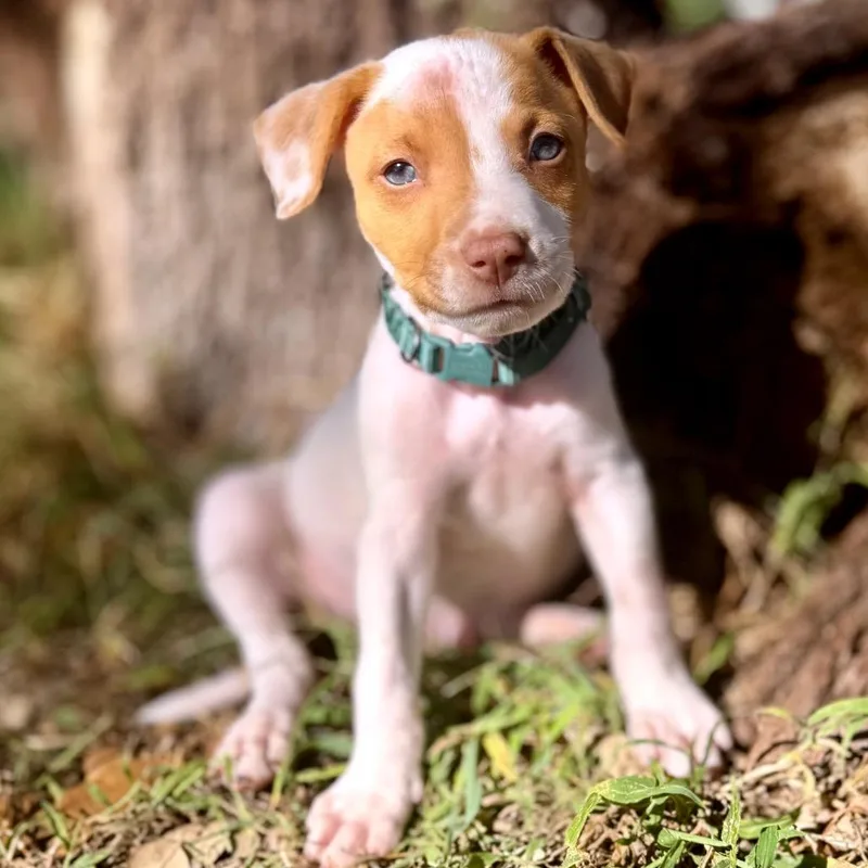 John Denver thumbnail 4