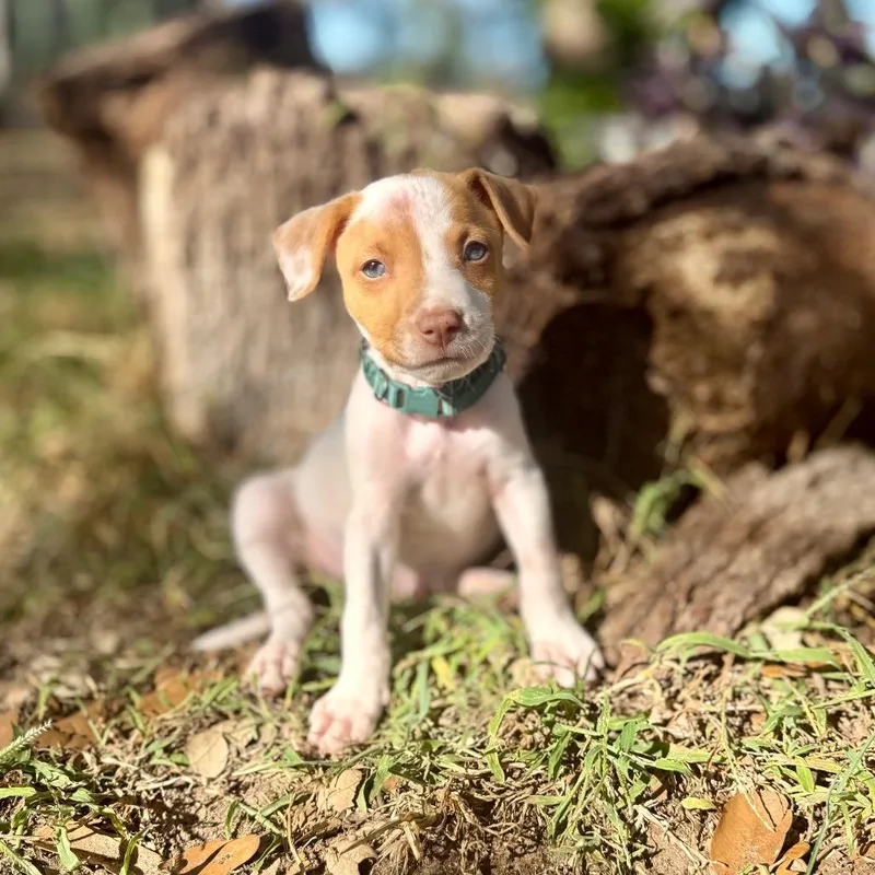 John Denver thumbnail 5