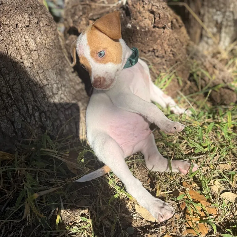 John Denver thumbnail 6