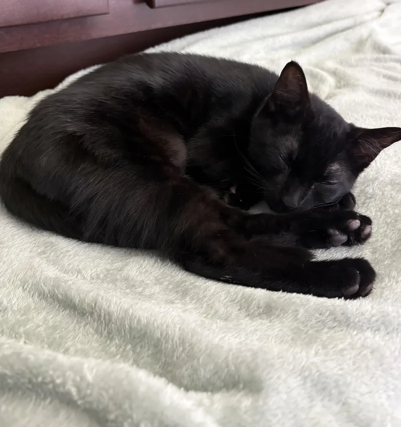 A baby small-sized male Black Domestic Short Hair cat named Celtic for adoption in Orlando, FL