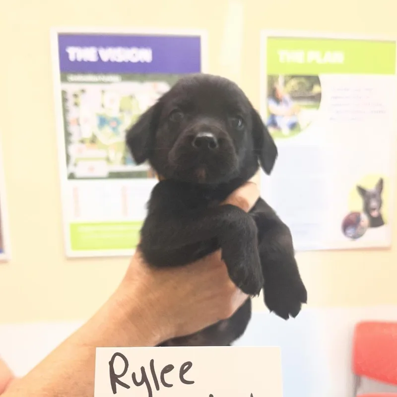 Rylee thumbnail 2