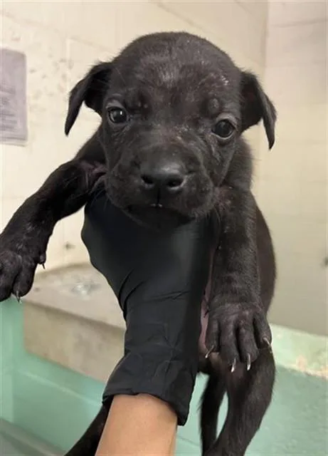 A baby small-sized male Pit Bull Terrier dog named Tobi for adoption in Sacramento, CA