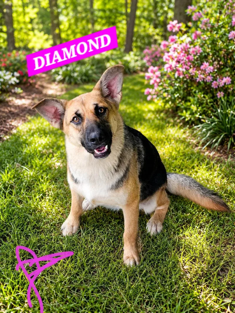Diamond