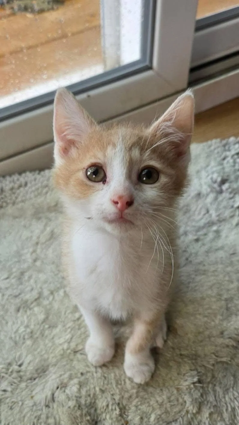 A baby medium-sized male Orange & White Domestic Short Hair cat named Tweek for adoption in Germantown, OH