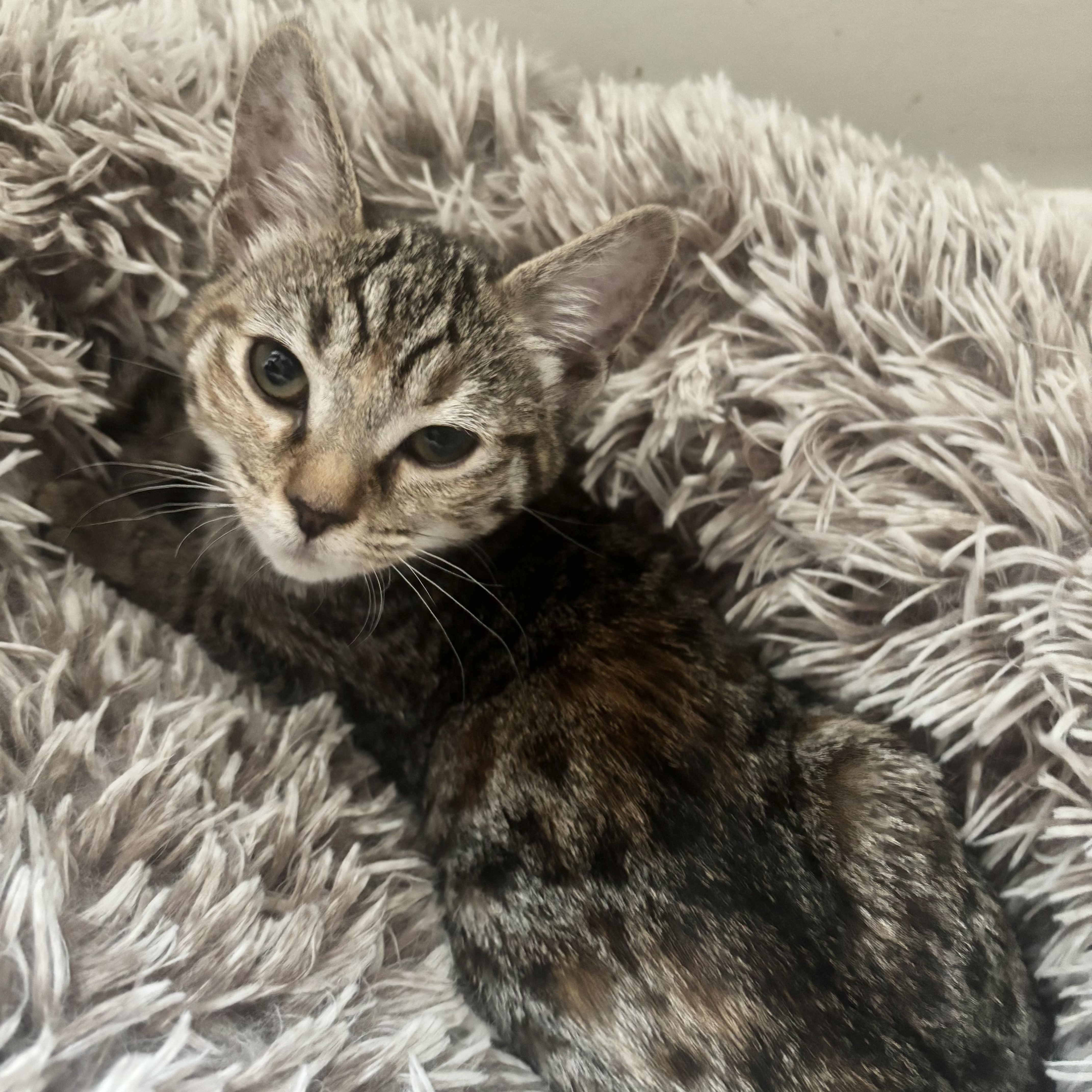 A baby small-sized female Tabby (Buff / Tan / Fawn) Domestic Short Hair cat named Raiden for adoption in Richmond, VA