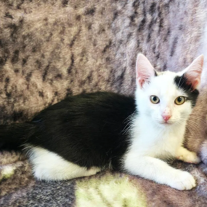 A baby small-sized male Black Domestic Short Hair cat named Orca for adoption in Mount Juliet, TN