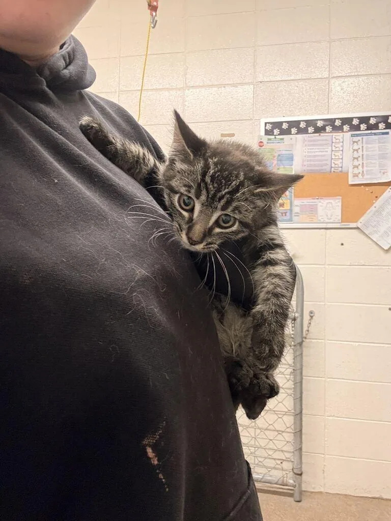 A baby small-sized male Tabby (Brown / Chocolate) Domestic Short Hair cat named Gale Weathers for adoption in Fruit Heights, UT