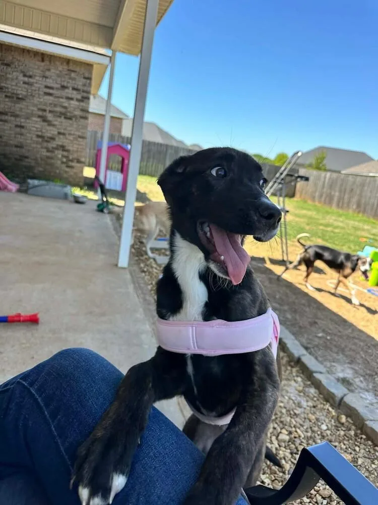 A baby large-sized female Labrador Retriever dog named Nami for adoption in WARNER ROBINS, GA