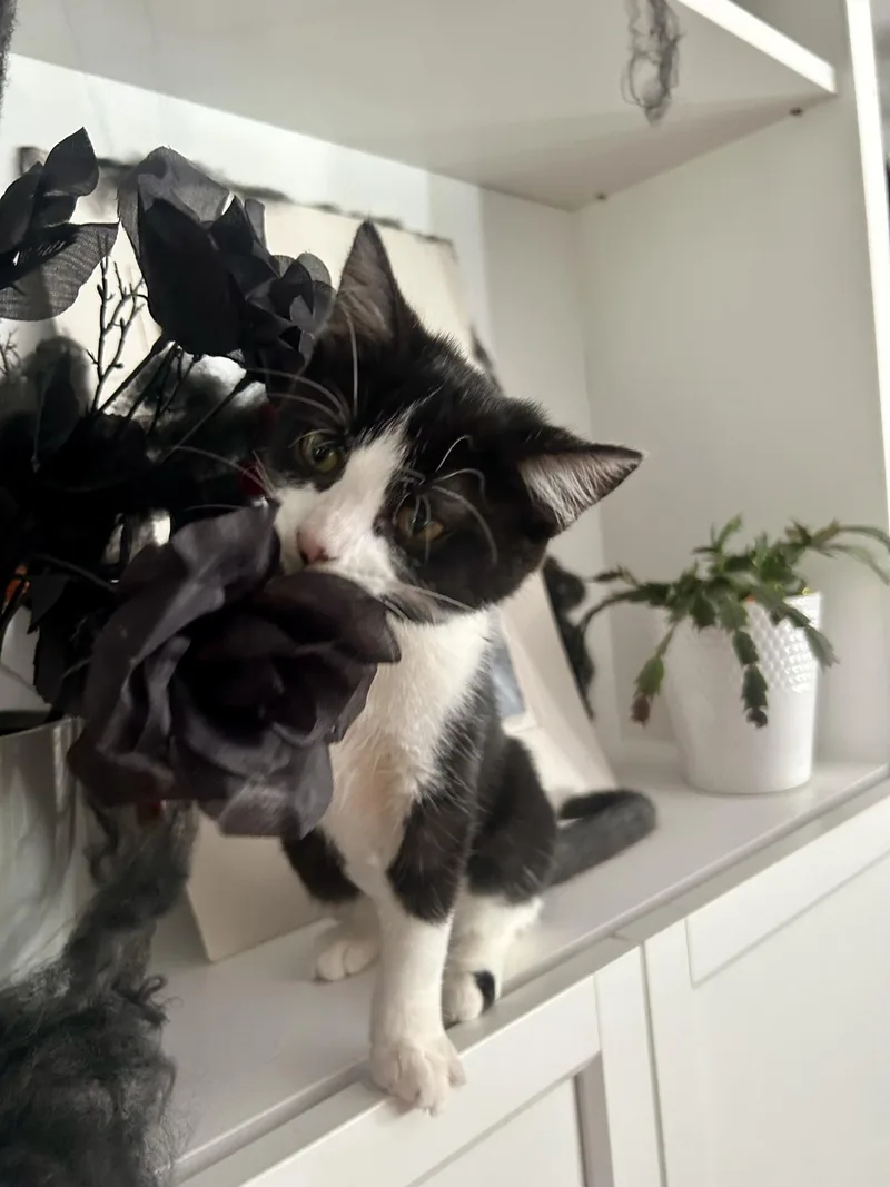 A baby medium-sized female Black & White / Tuxedo Domestic Short Hair cat named Miss Lippy for adoption in Greensburg, PA