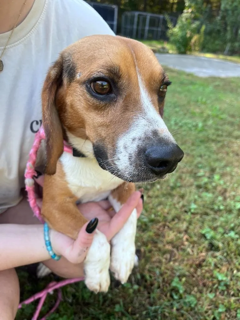 A young medium-sized male Beagle dog named Rupert for adoption in Cambridge, MD