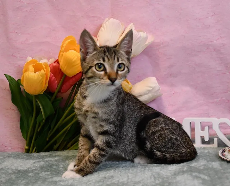 A baby small-sized female Domestic Short Hair cat named Pixie for adoption in Roanoke, TX