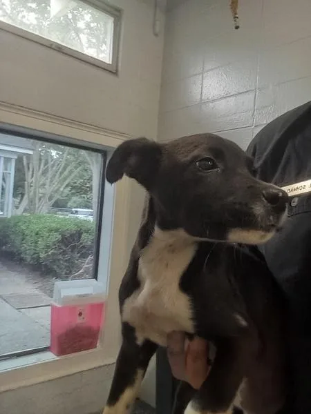 A baby small-sized female Pit Bull Terrier dog named Jamie for adoption in Mobile, AL