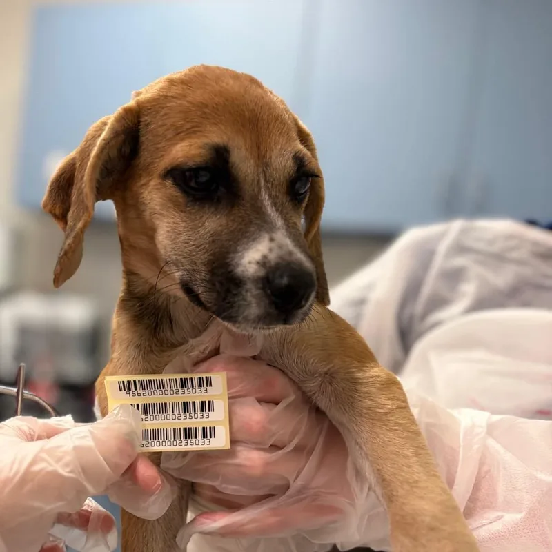 A baby small-sized female Mixed Breed dog named Winifred Sanders for adoption in Charleston, WV