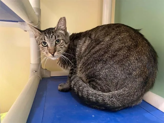 An adult small-sized male Domestic Short Hair cat named Korben for adoption in Tustin, CA