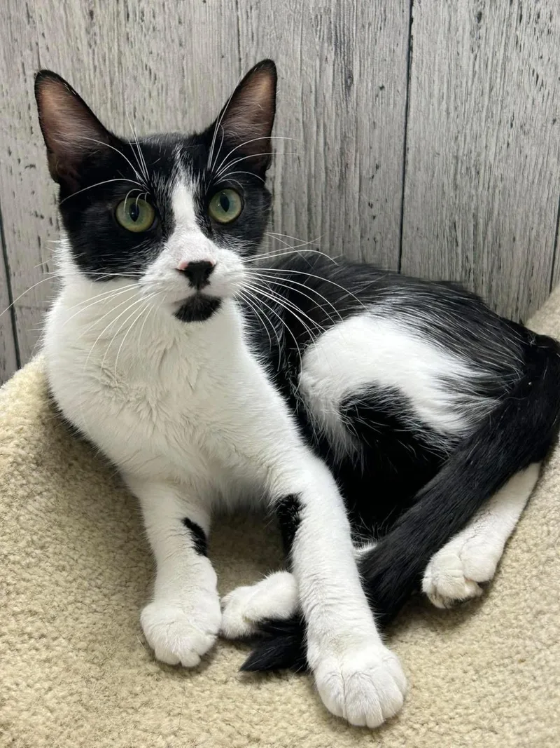 An adult medium-sized female Domestic Short Hair cat named Sandy for adoption in Momence, IL