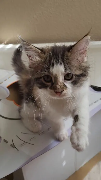 A baby small-sized female Domestic Long Hair cat named Katia for adoption in Fort Worth, TX