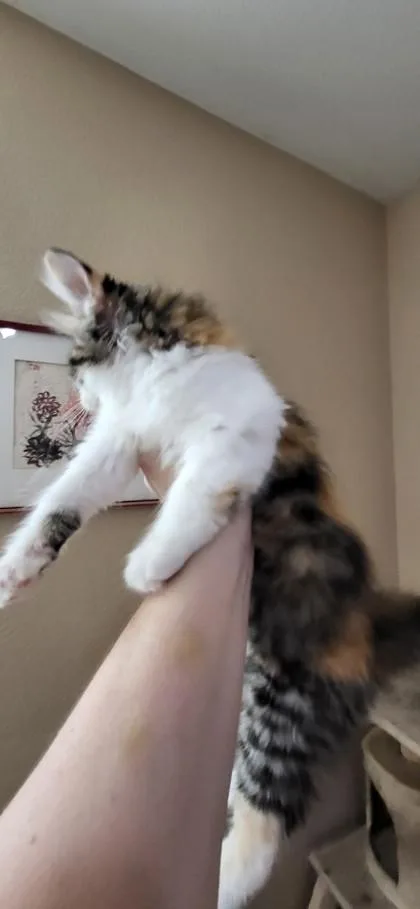 Katia thumbnail 2
